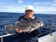 A fine Stone Bass while fishing for sharks off Carrigaholt