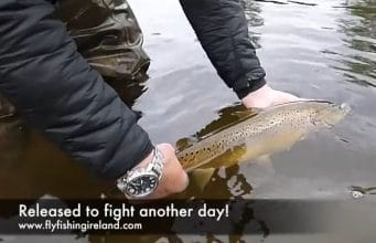 22 inch Anner trout puts up massive fight