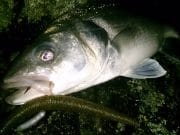 Some bass by night on lures