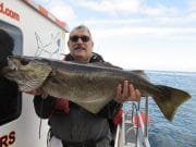 Specimen pollack around Red Bay