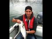 Pollack plentiful but bass less so for fly fly anglers in Cork Harbour last week sea bass
