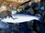 Some Bass Reported on the Louth Coastline