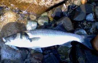 Some Bass Reported on the Louth Coastline