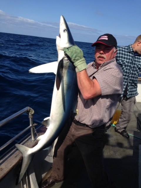 Returning a tagged Blue Shark