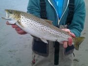 Nice sea trout from the Erne estuary