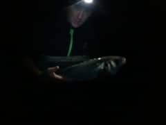 bass at night 