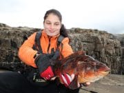 Wrasse beauty from Donegal shore
