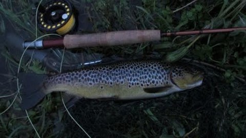 A Beautifully Marked Wild Brown Trout