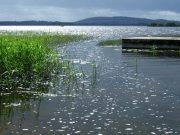Irish Angling Update – 28/08/14 Kilnahard, Lough Sheelin