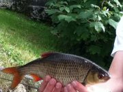 Waggler fishing providing great sport on Boyle River roach