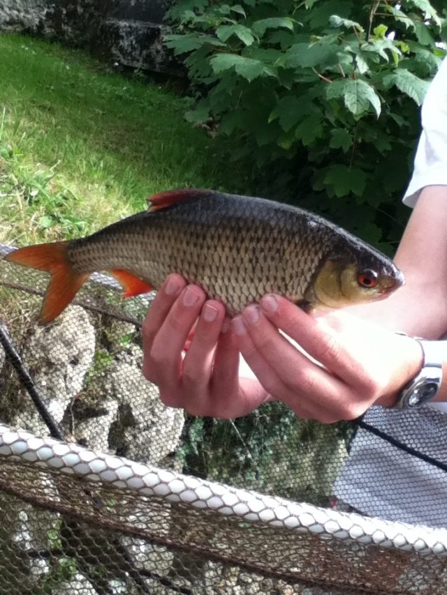 roach