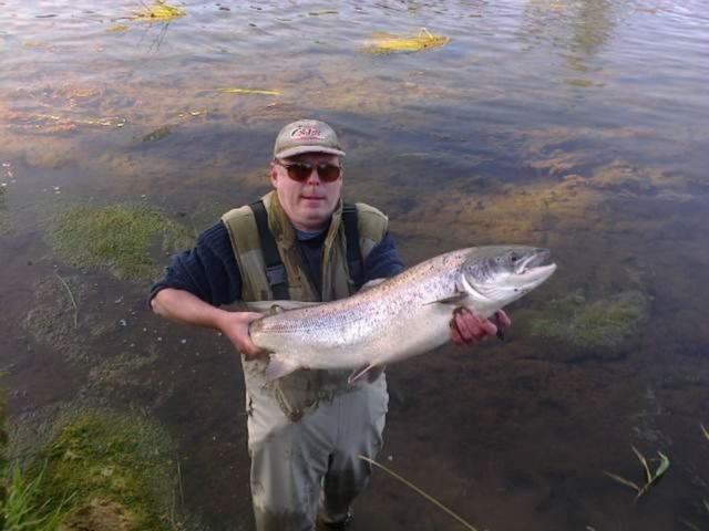 salmon