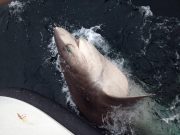 Monster shark caught off the Clare coast – 'Catch of the Week' winner 5m six gill shark