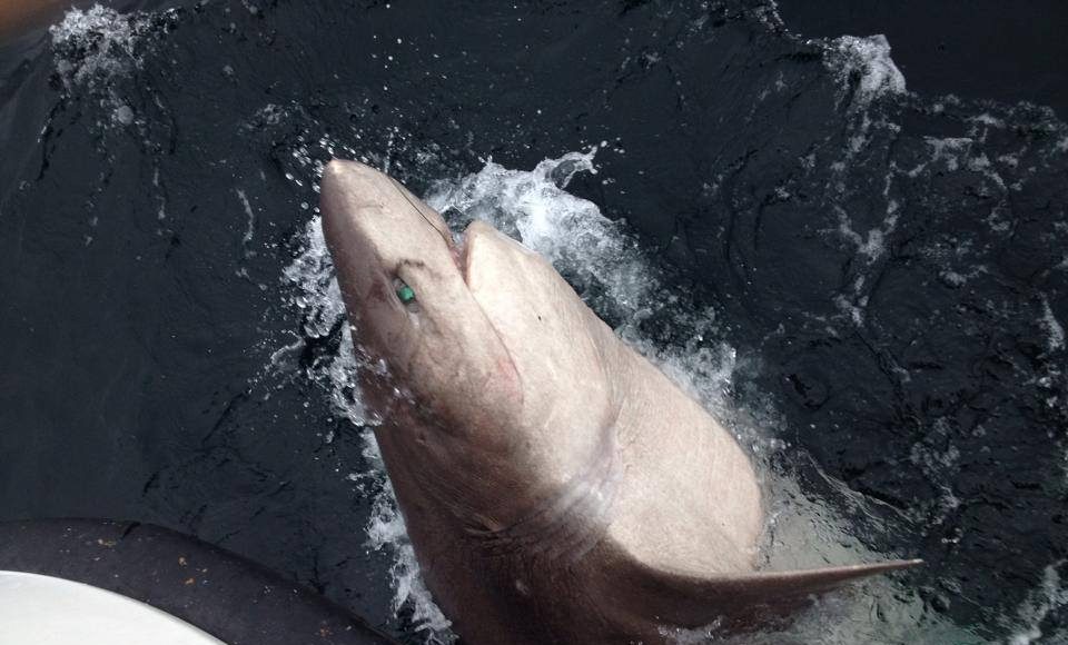 5m six gill shark