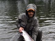 Big improvement in salmon angling on the Laune over weekend Kieran Conlon salmon