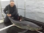 More porbeagles reported from Red Bay porbeagle shark