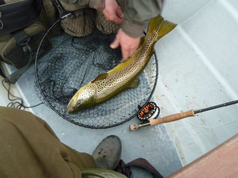 A trout landed by Lough Sheelin Guiding