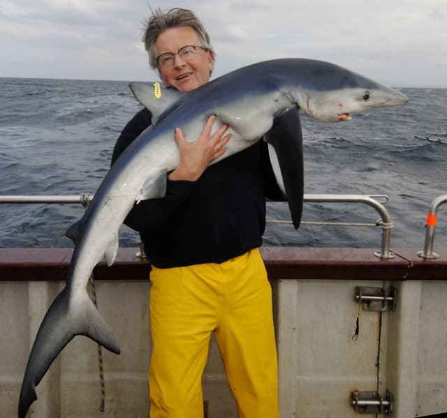 shark