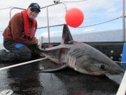 Catches of juvenile porbeagle give hope for future of fishery porbeagle