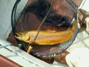 A beautiful brownie for angler and best bud Heather Splendid brownie on Knockaderry