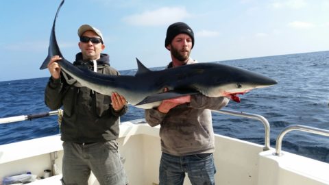 Irish Fishiing Diaries - Blue shark