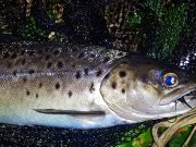Bandon sea trout attracts the attention of the angler
