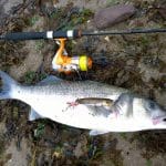 Jason O’Riordan – Sept Bass 3