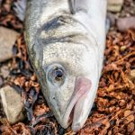 Jason O’Riordan – Sept bass 4