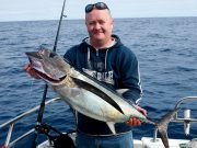 The tunas came in two by two in Kinsale Specimen tuna weighing 16kgs