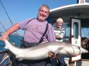 Superb specimen 54lb tope well worth the t-shirt Geoff Murphy with superb specimen Tope 54lbs