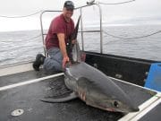Skipper Hamish hit it big with a superb shark over 300lbs – our 'Catch of the Week' Robin van da Meer with a tough fighting shark over 300lb+ is our 'Catch of the Week' winner