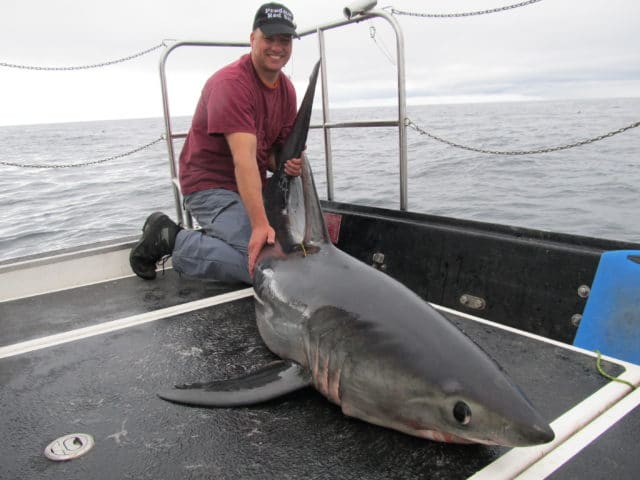 Robin van da Meer with a tough fighting shark over 300lb+ is our 'Catch of the Week' winner