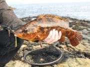 Donegal wrasse and pollack on light gear