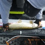 all fish were measured on club’s measure tape