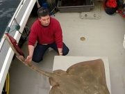 Sligo Bay charter boat fishing providing plenty of sport skate