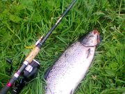 Conditions on the Mulkear reported as very good salmon