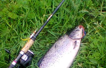 salmon