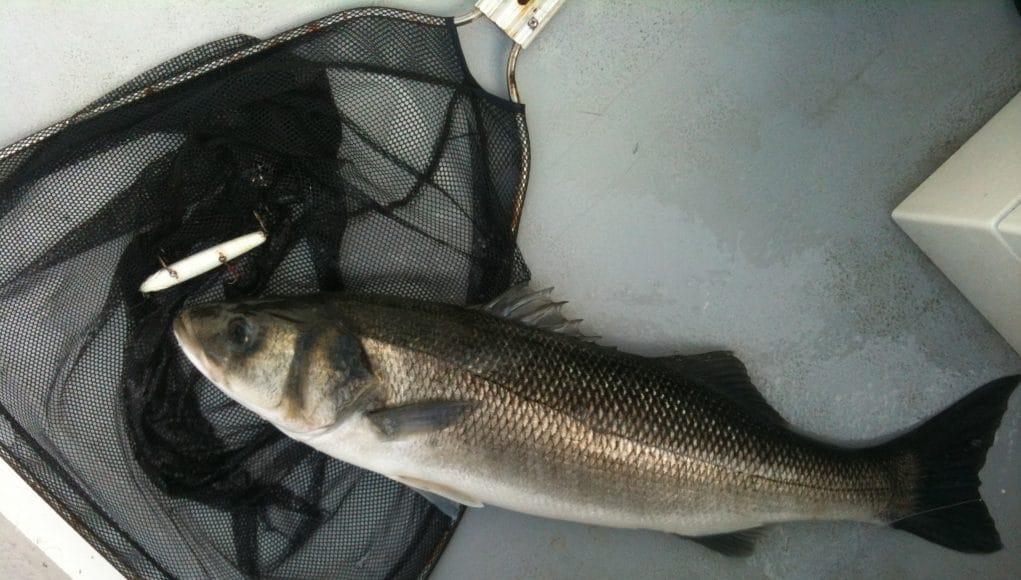 bass