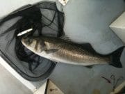Making the most of opportunities results in 11lb bass in Cork Harbour bass