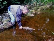 Salmon Fishing Improves on the River Boyne