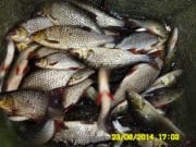 Pole fishing getting results on Blessington for some roach anglers roach