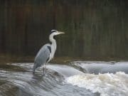 Irish Angling Update – 30/10/14 Cahir