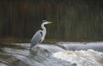 Irish Angling Update – 30/10/14 Cahir