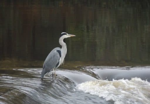 Irish Angling Update – 30/10/14 Cahir