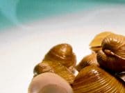 Angling: Invasion of Asian clam a threat to fisheries and native species – Irish Times