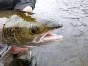 Dry'n'dropper pulls one last fish as seson ends on Suir River Suir salmon