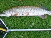 Exciting fishing at Rye Lake Caught and released last week – a pike with a taste for trout!