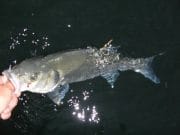 Doing my bit – tagging Bass in Wexford