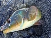Irish Angling Update – 16/10/14