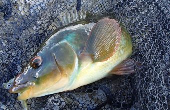 Irish Angling Update – 16/10/14